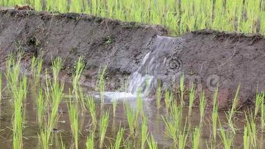稻田里的稻田和小堰水（三拍三响）发芽